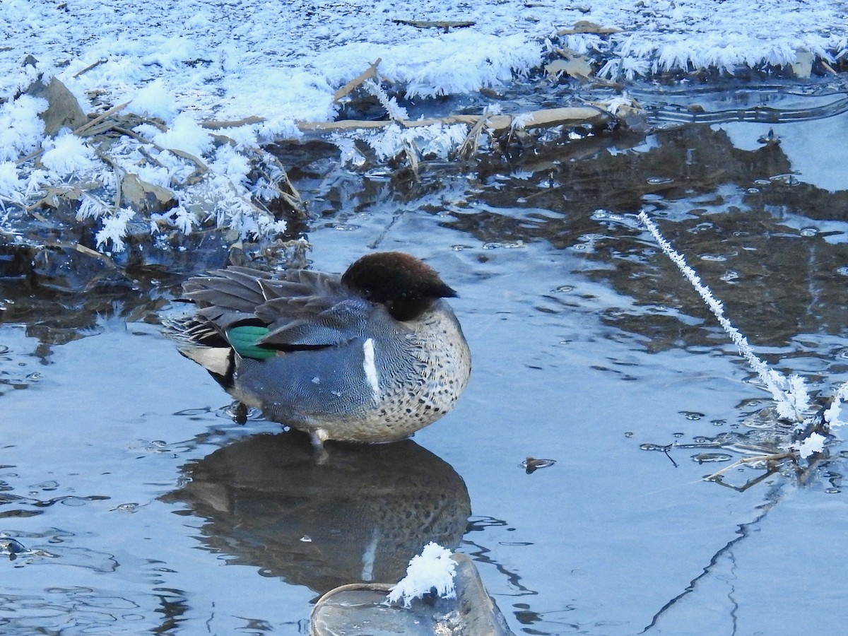 Green-winged Teal - ML614919583