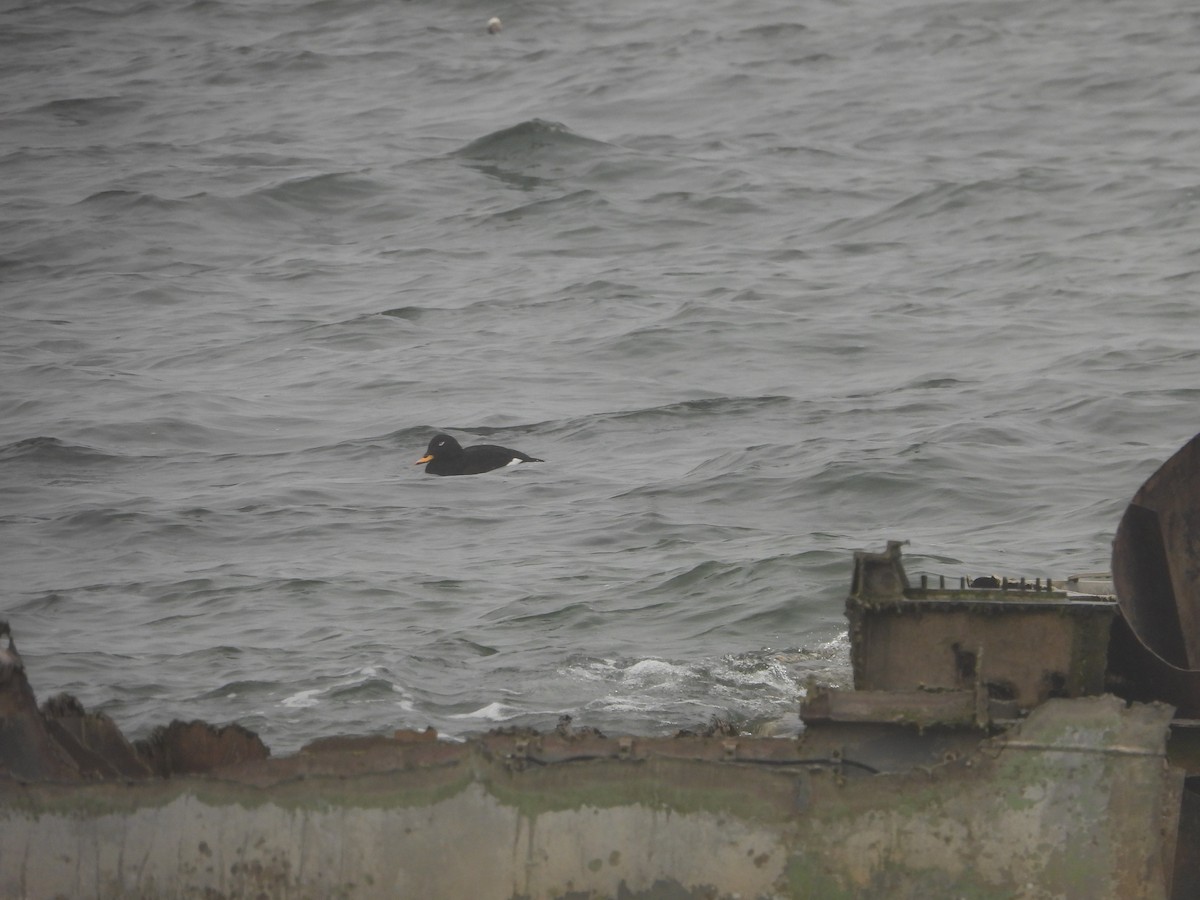 Velvet Scoter - ML614919641