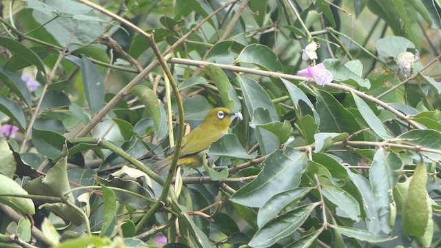 Indian White-eye - ML614919681