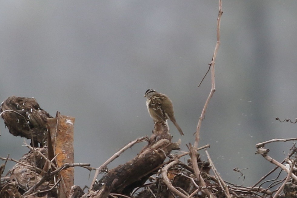 White-crowned Sparrow - ML614919682