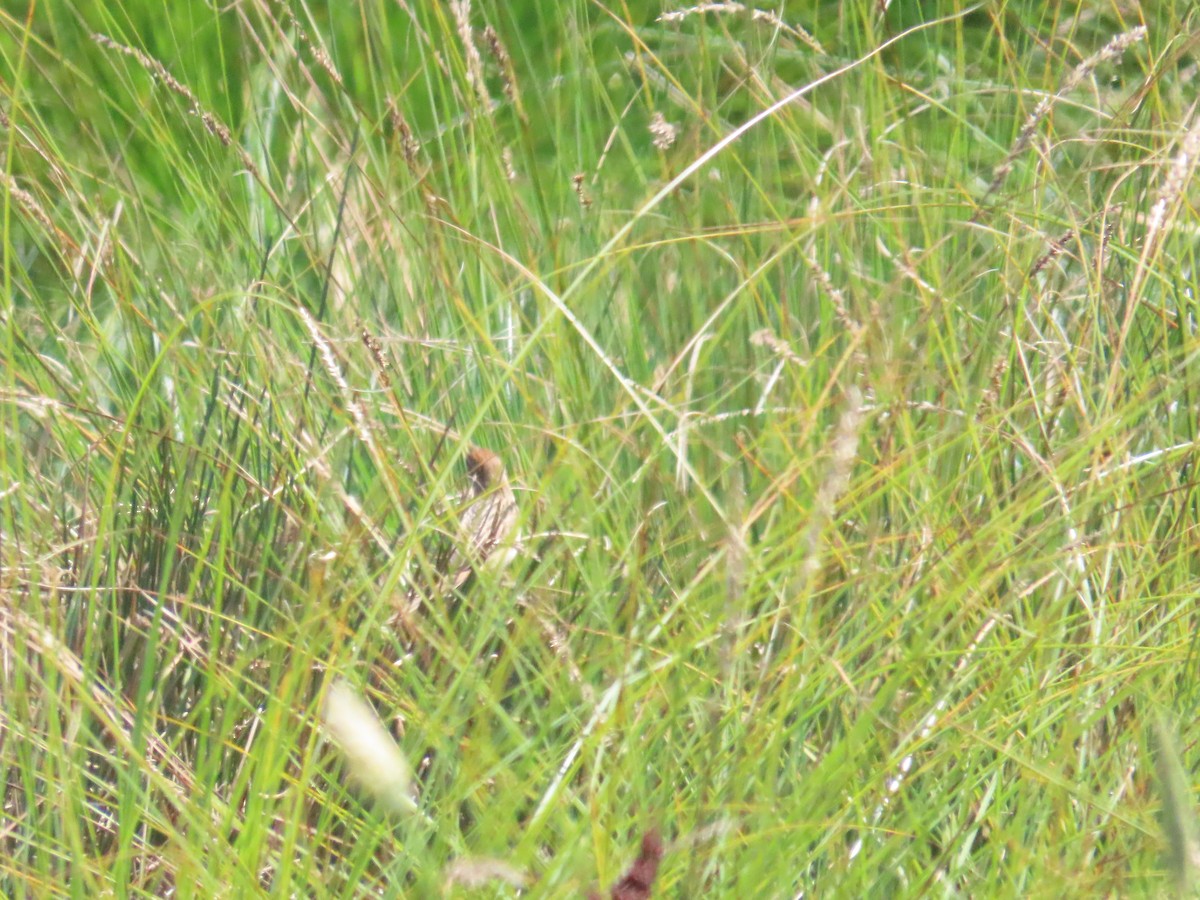 Tawny Grassbird - Ben Ward