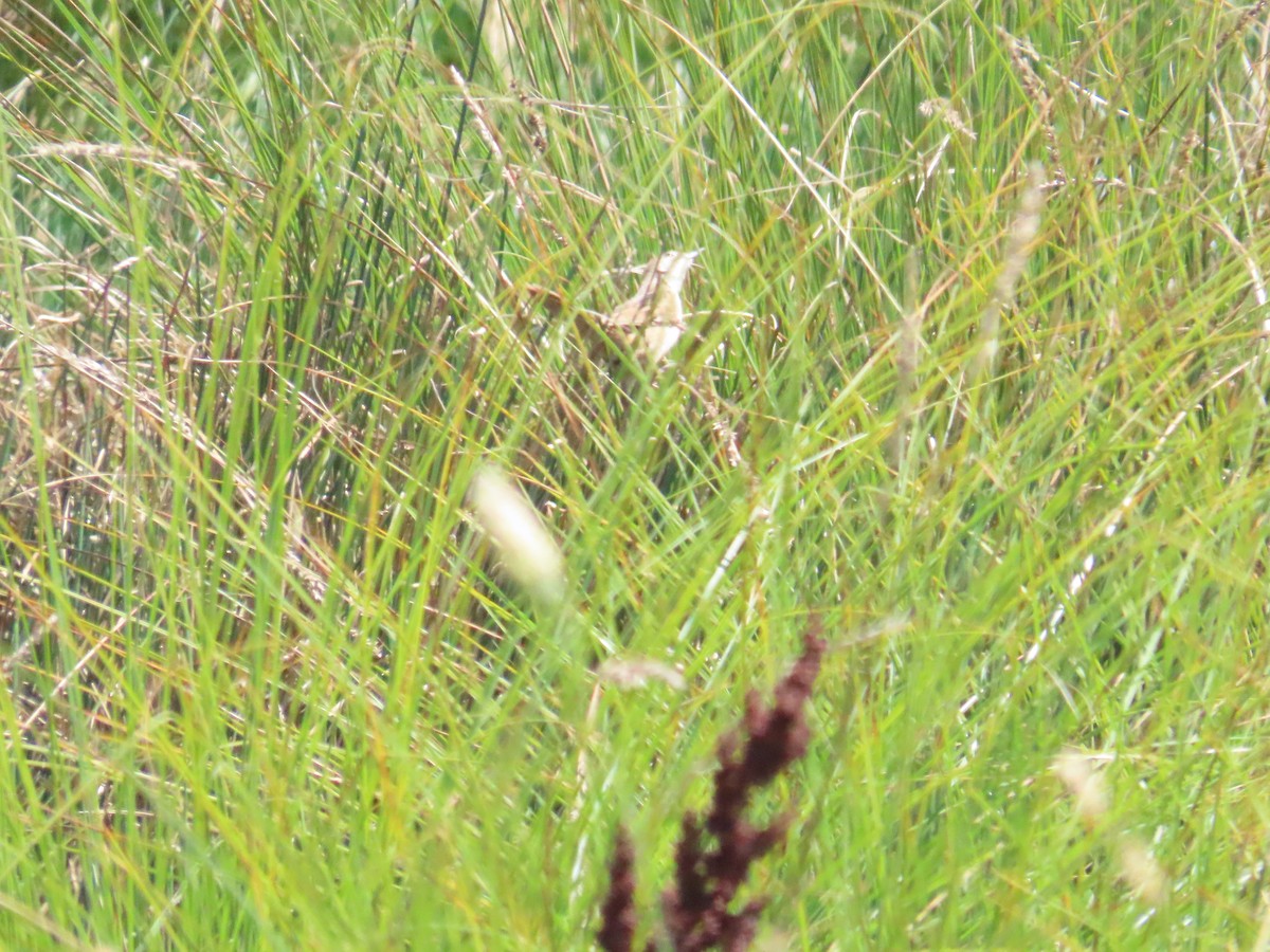 Tawny Grassbird - ML614919747