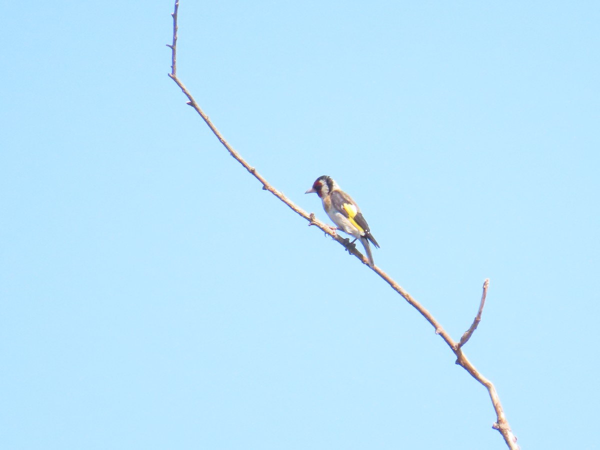 European Goldfinch - Ben Ward