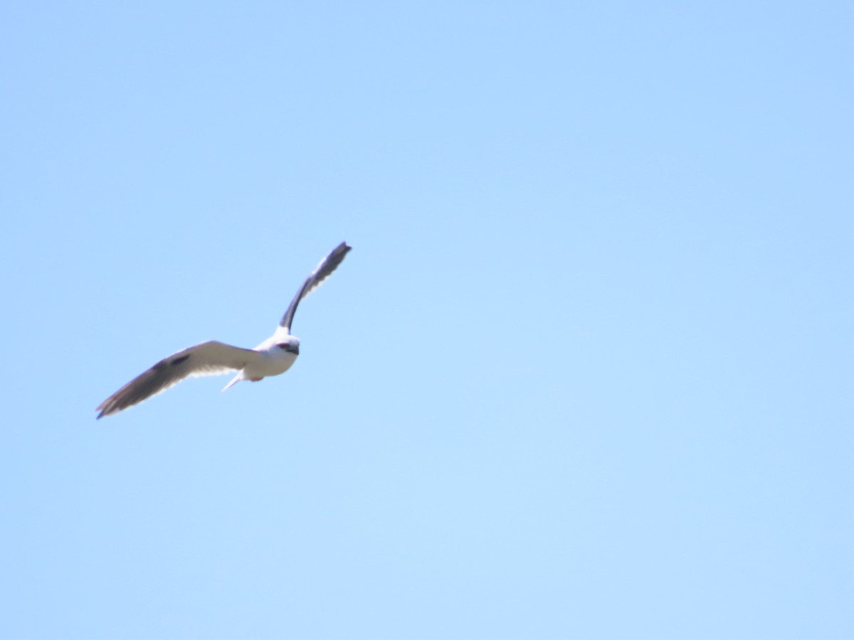 Black-shouldered Kite - ML614919785