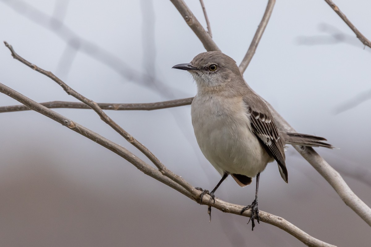 Northern Mockingbird - ML614919826