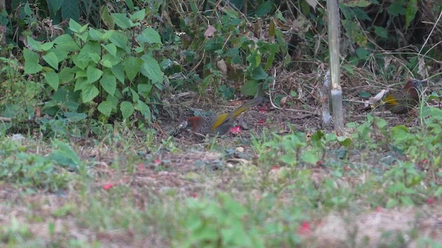 Assam Laughingthrush - ML614919841