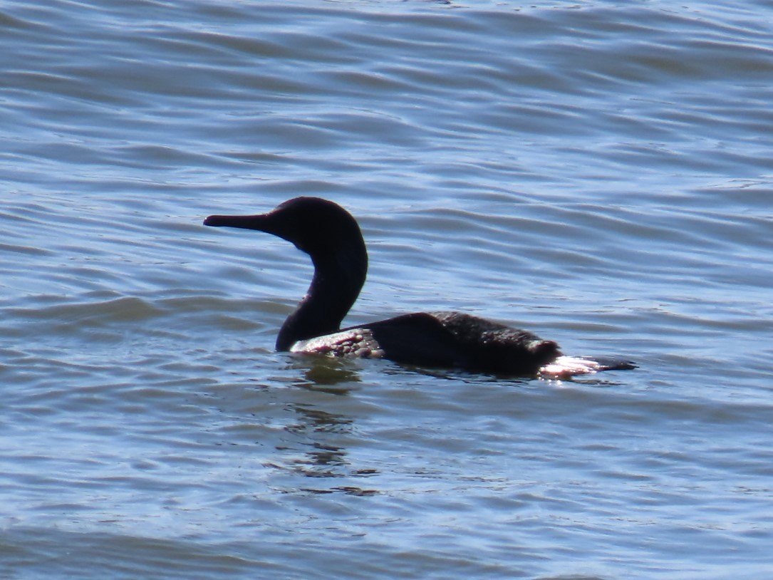 Pelagic Cormorant - ML614919880