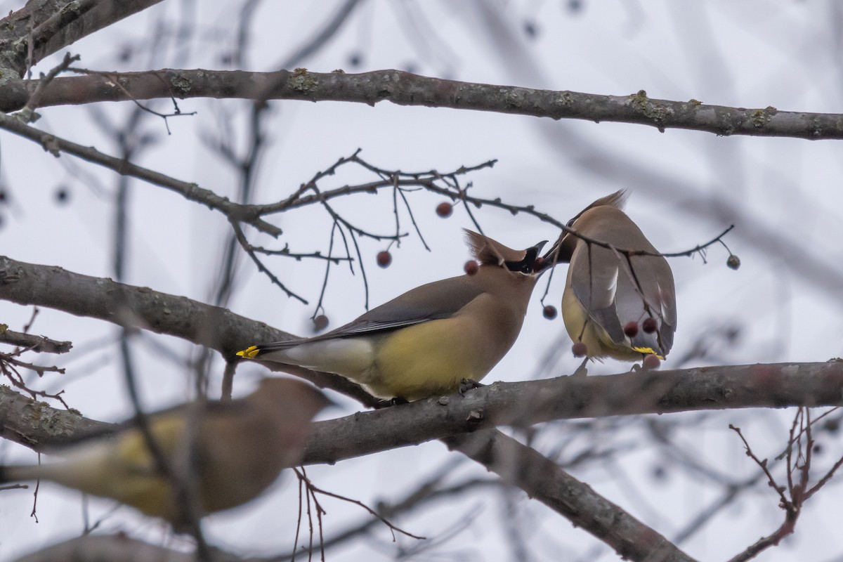 Cedar Waxwing - ML614919884