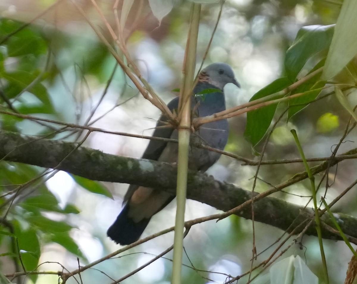 Ashy Wood-Pigeon - Sudip Simha