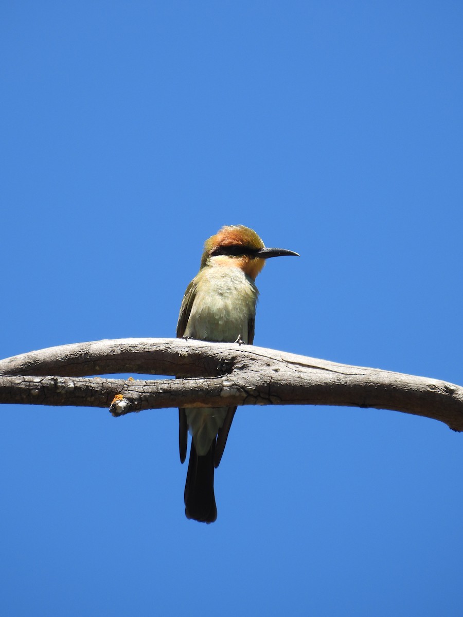 Rainbow Bee-eater - ML614919936