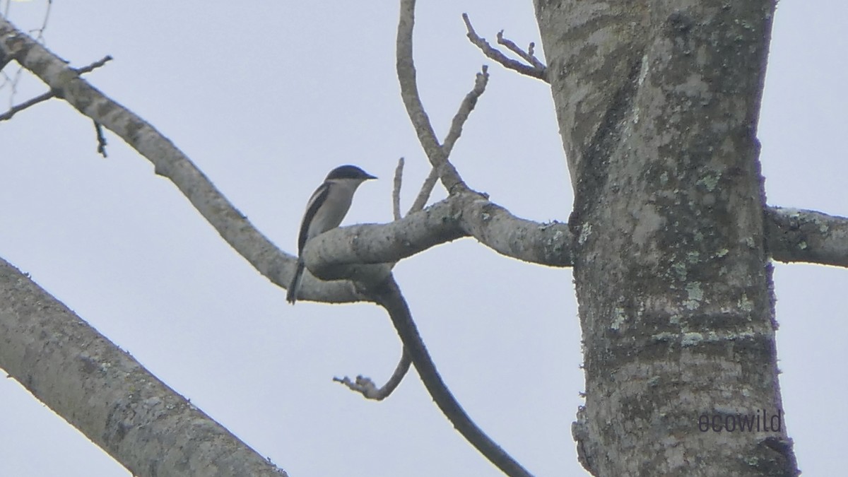 Bar-winged Flycatcher-shrike - ML614919940