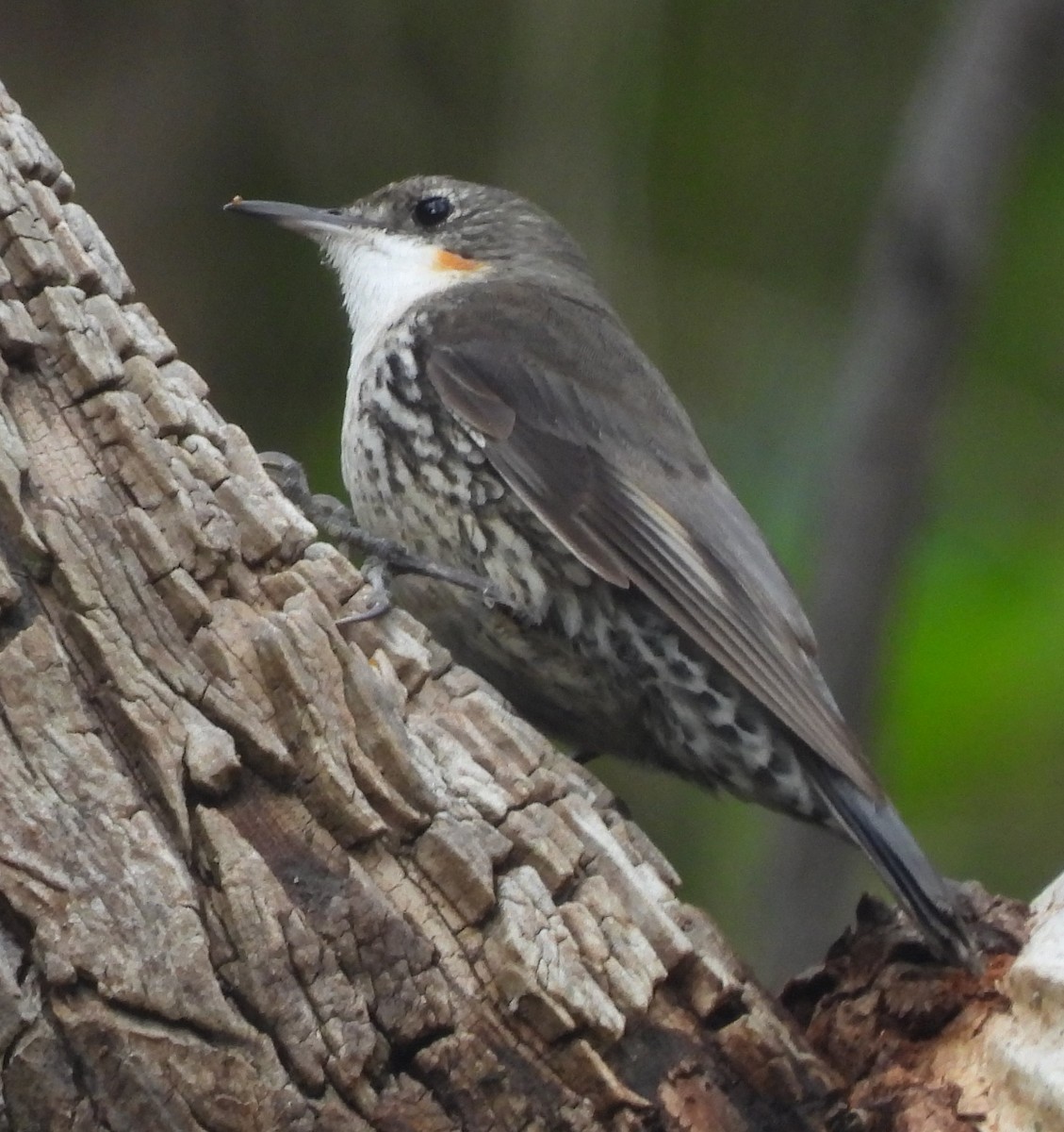 White-throated Treecreeper - ML614919964