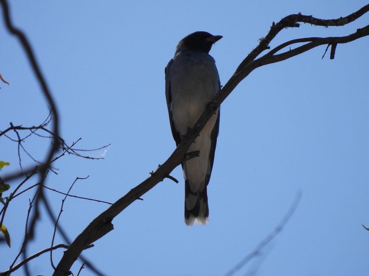 Black-faced Cuckooshrike - ML614919977