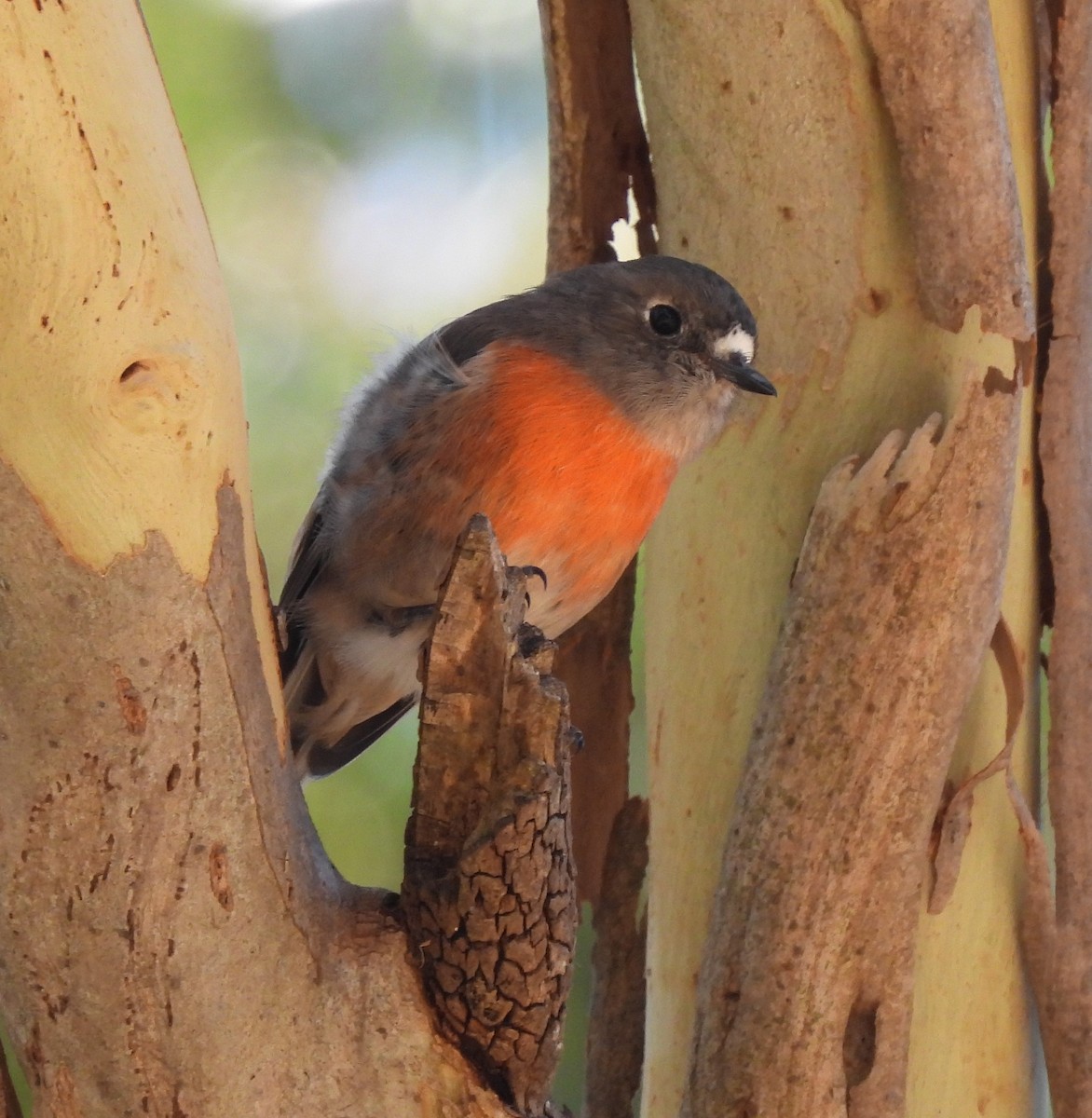 Scarlet Robin - ML614919981
