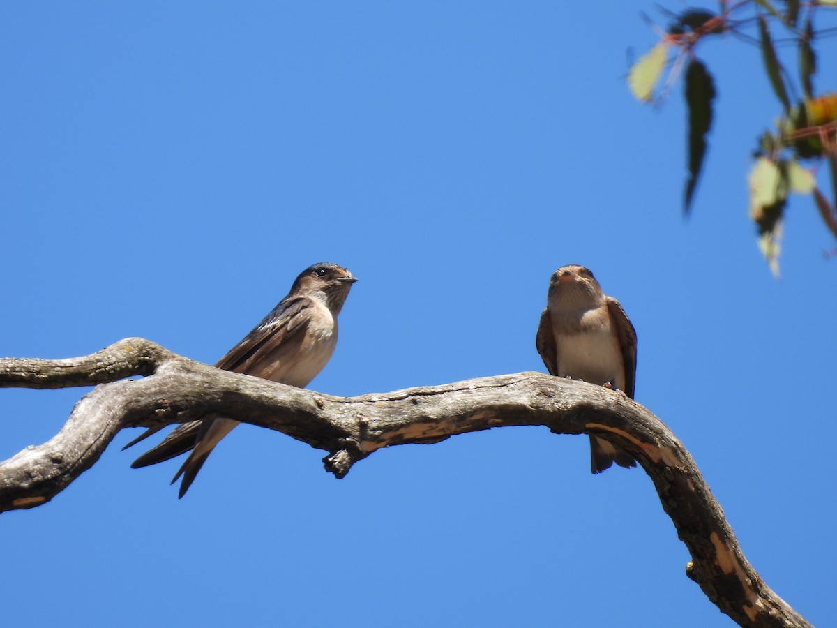 Tree Martin - ML614919989