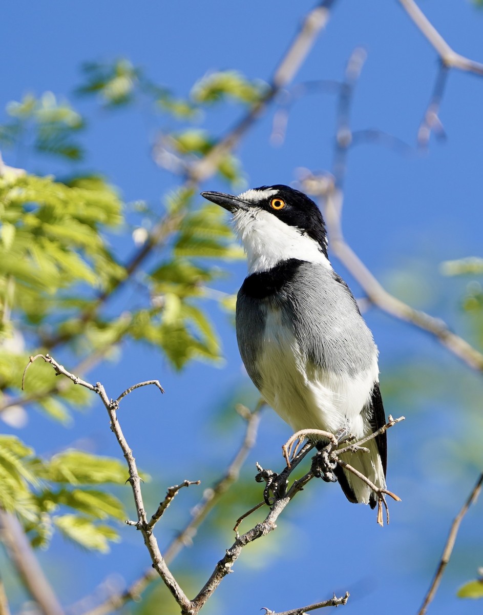 White-tailed Shrike - Daniel Winzeler