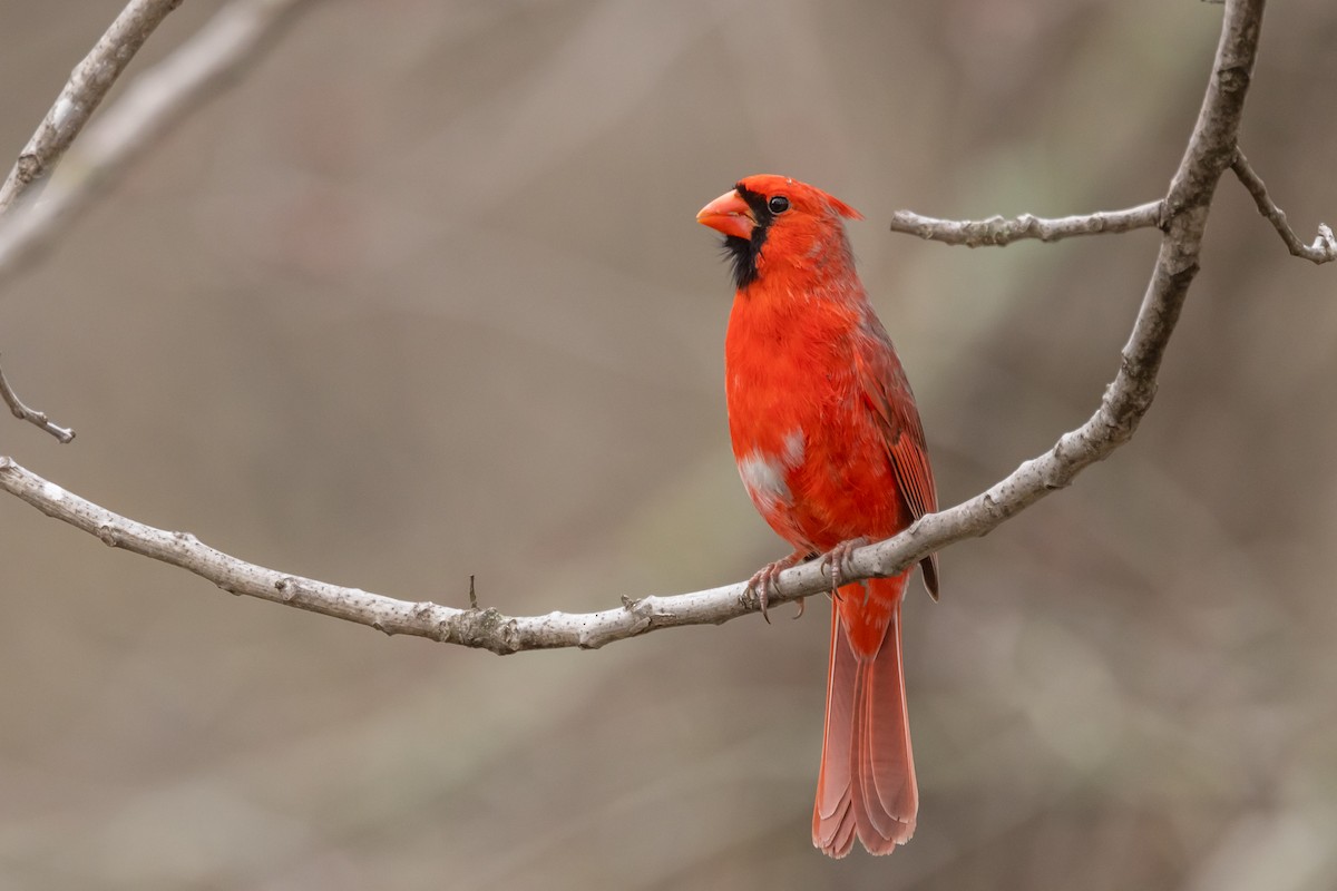 Northern Cardinal - ML614920036