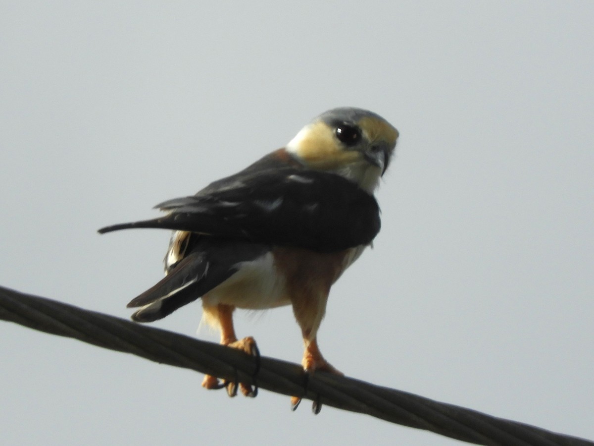 Pearl Kite - ML614920050