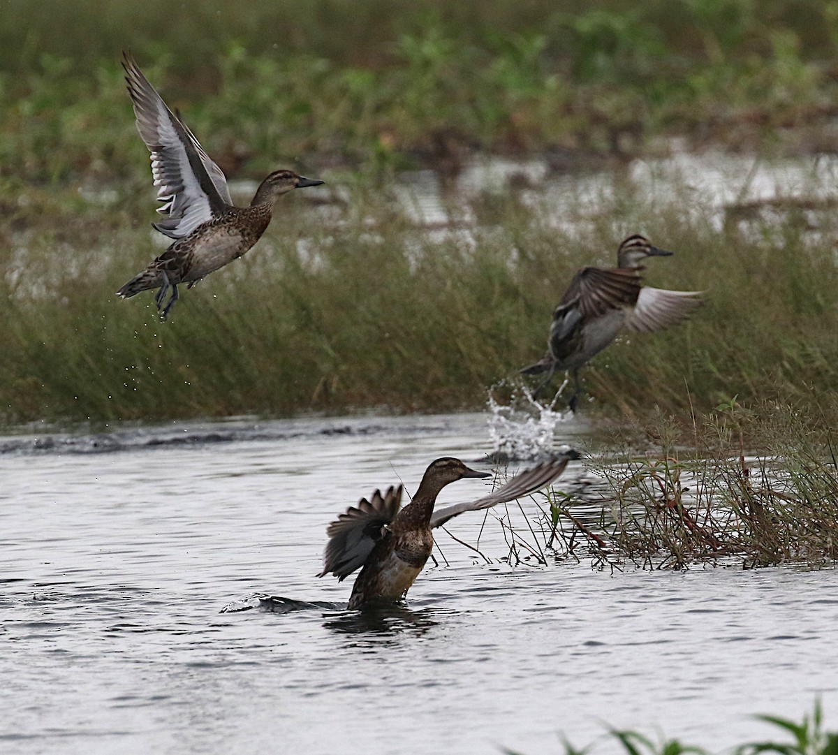 Garganey - ML614920053