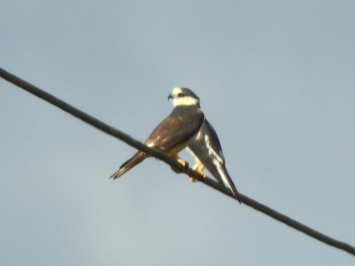 Pearl Kite - ML614920058