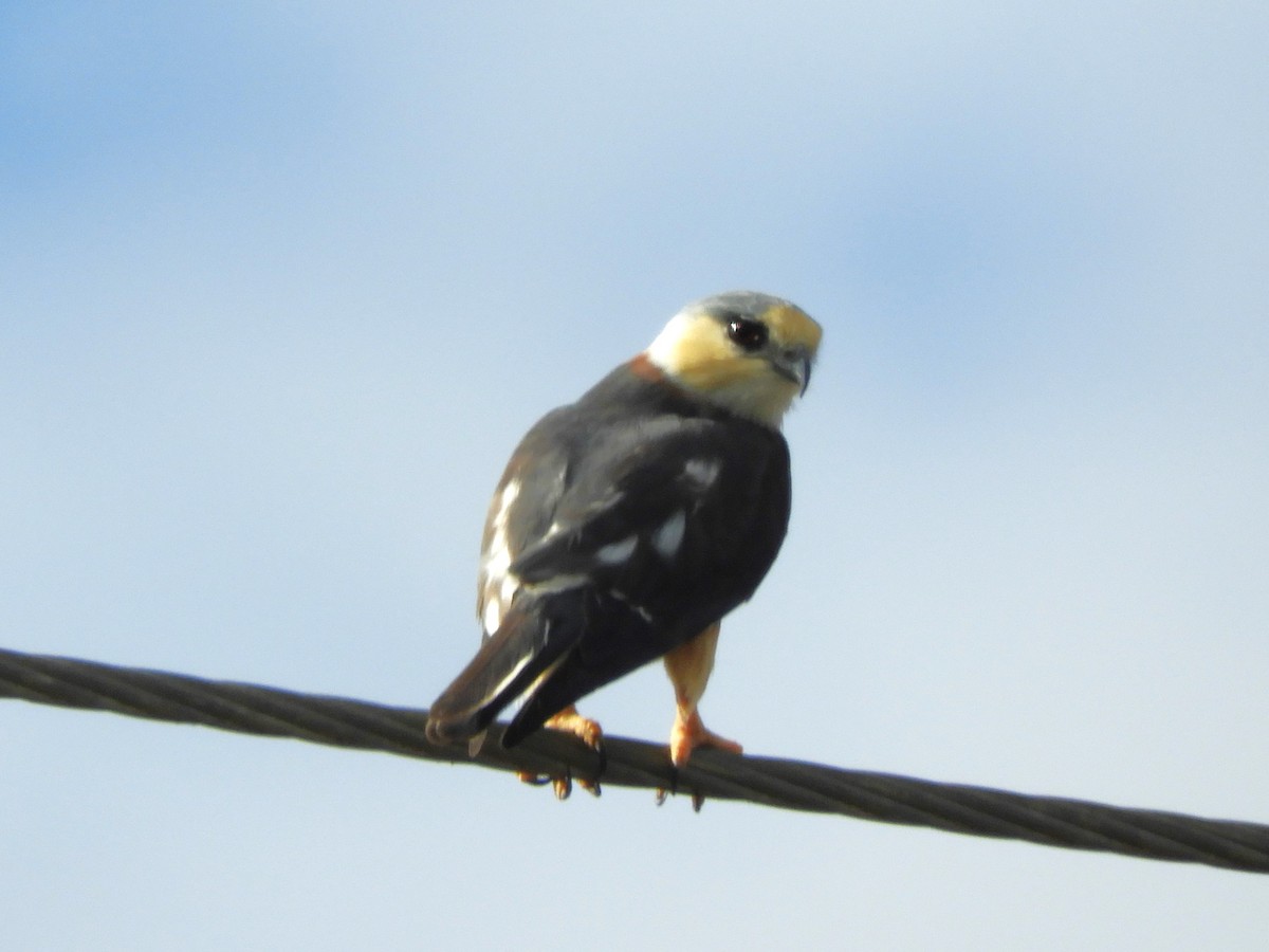 Pearl Kite - ML614920059