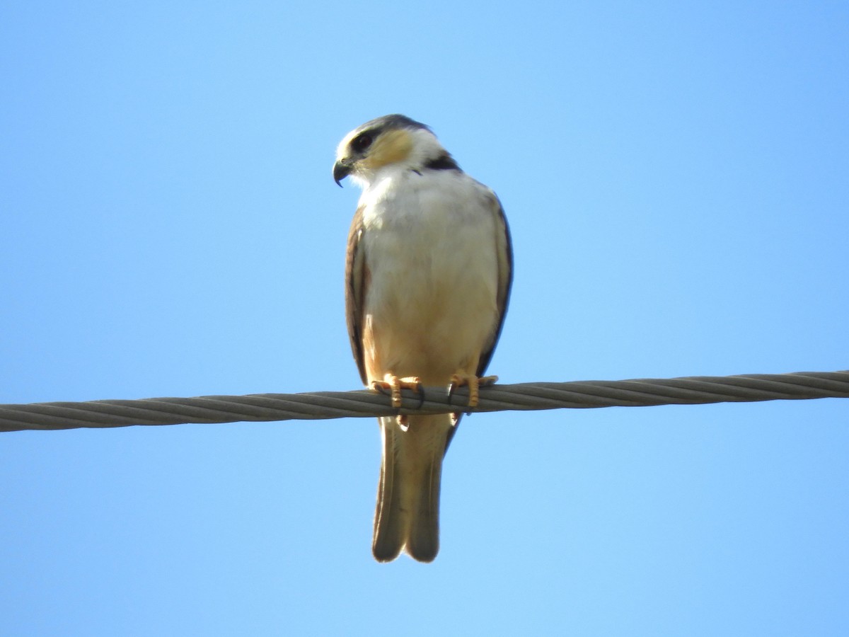 Pearl Kite - ML614920060