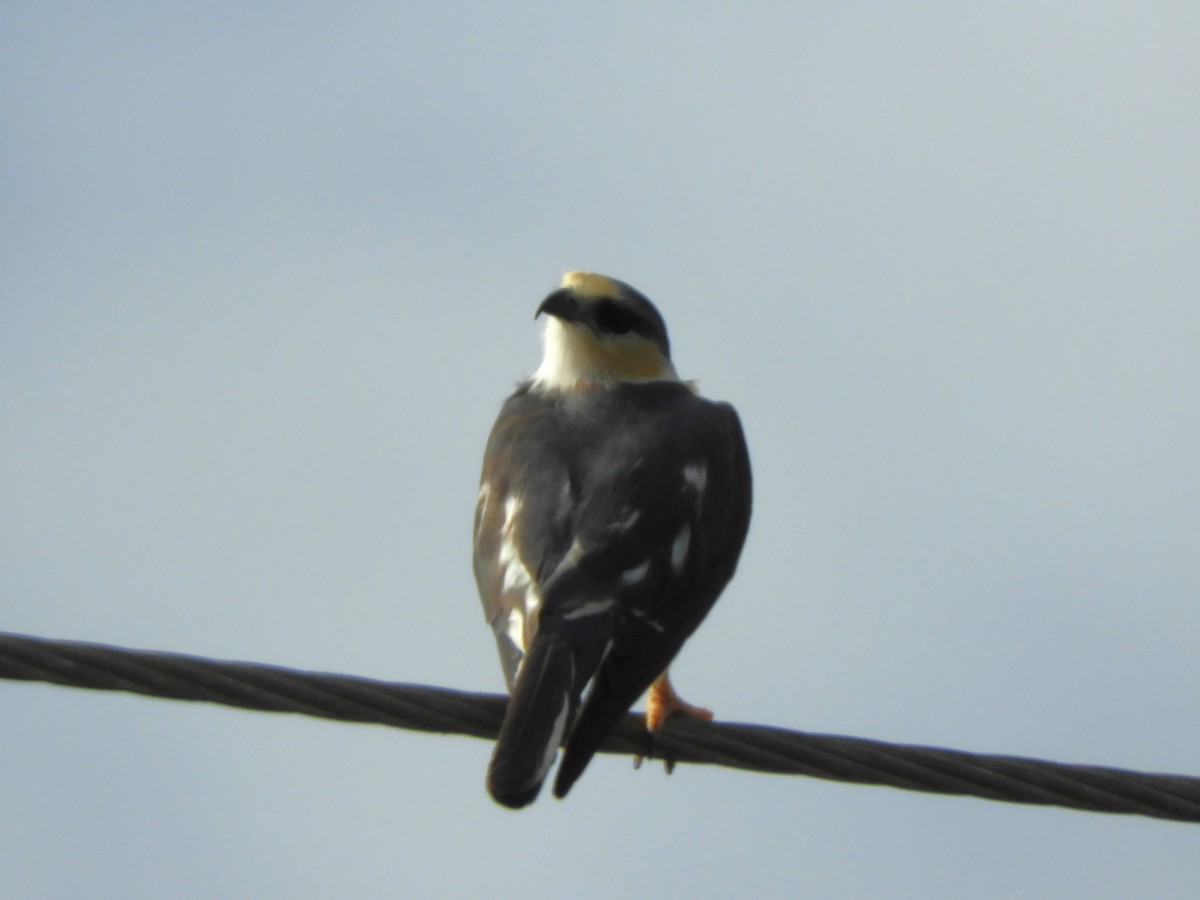 Pearl Kite - ML614920062