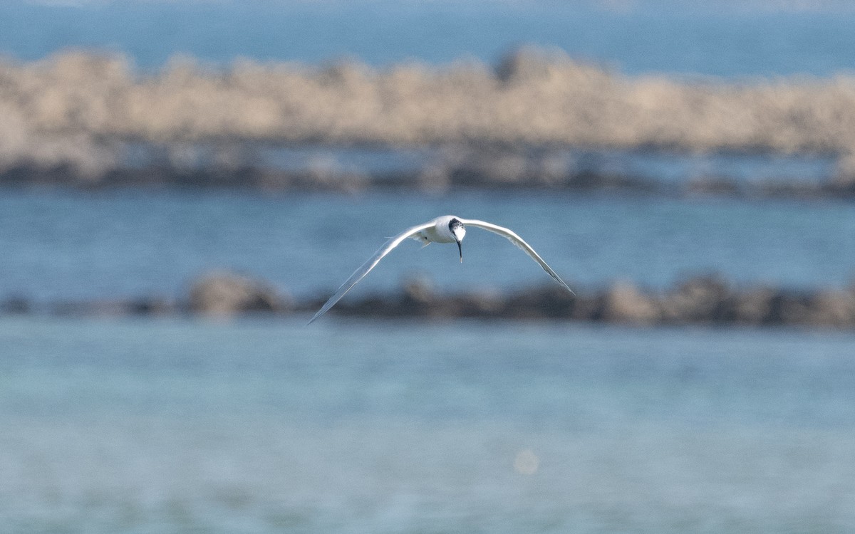 Sandwich Tern (Eurasian) - ML614920127