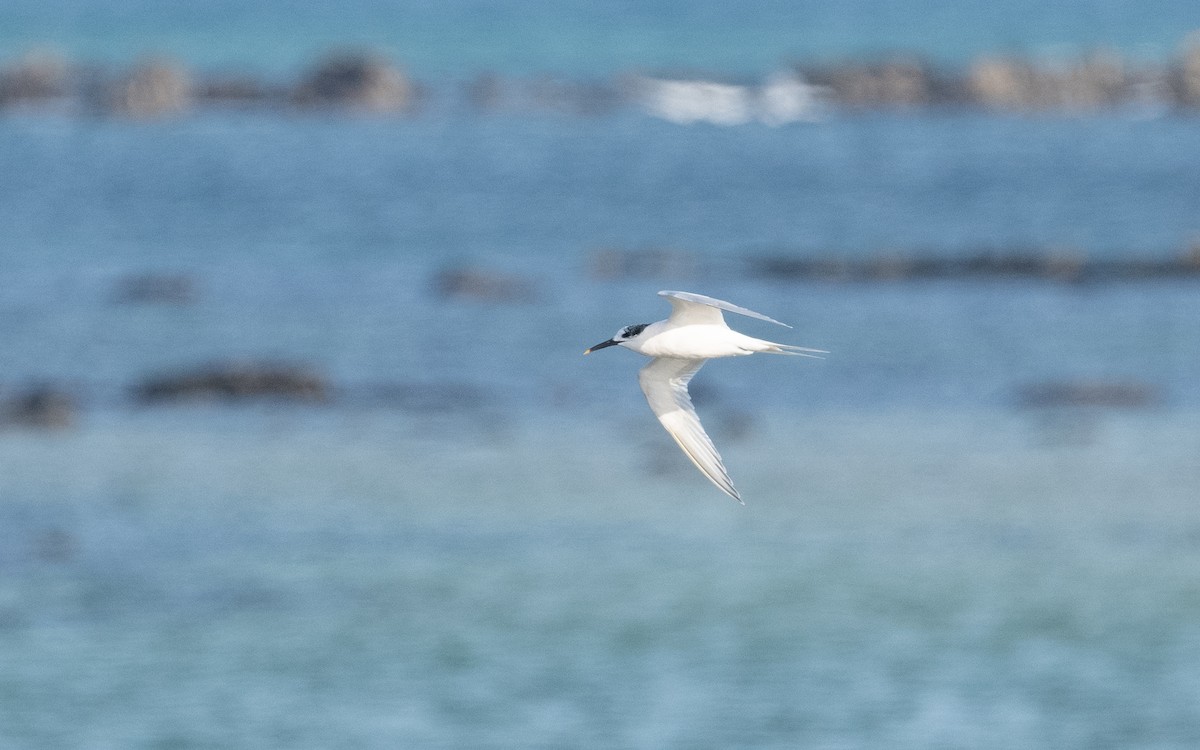 Sandwich Tern (Eurasian) - ML614920129