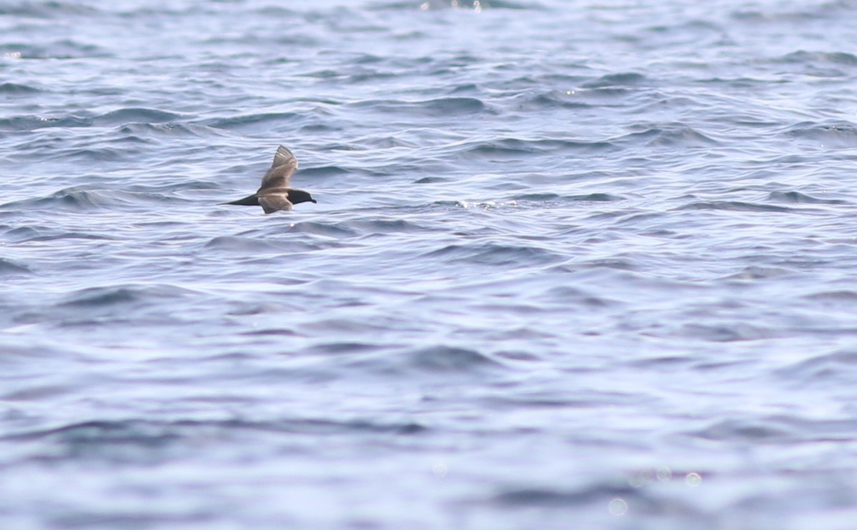 Jouanin's Petrel - Vittorio Pedrocchi