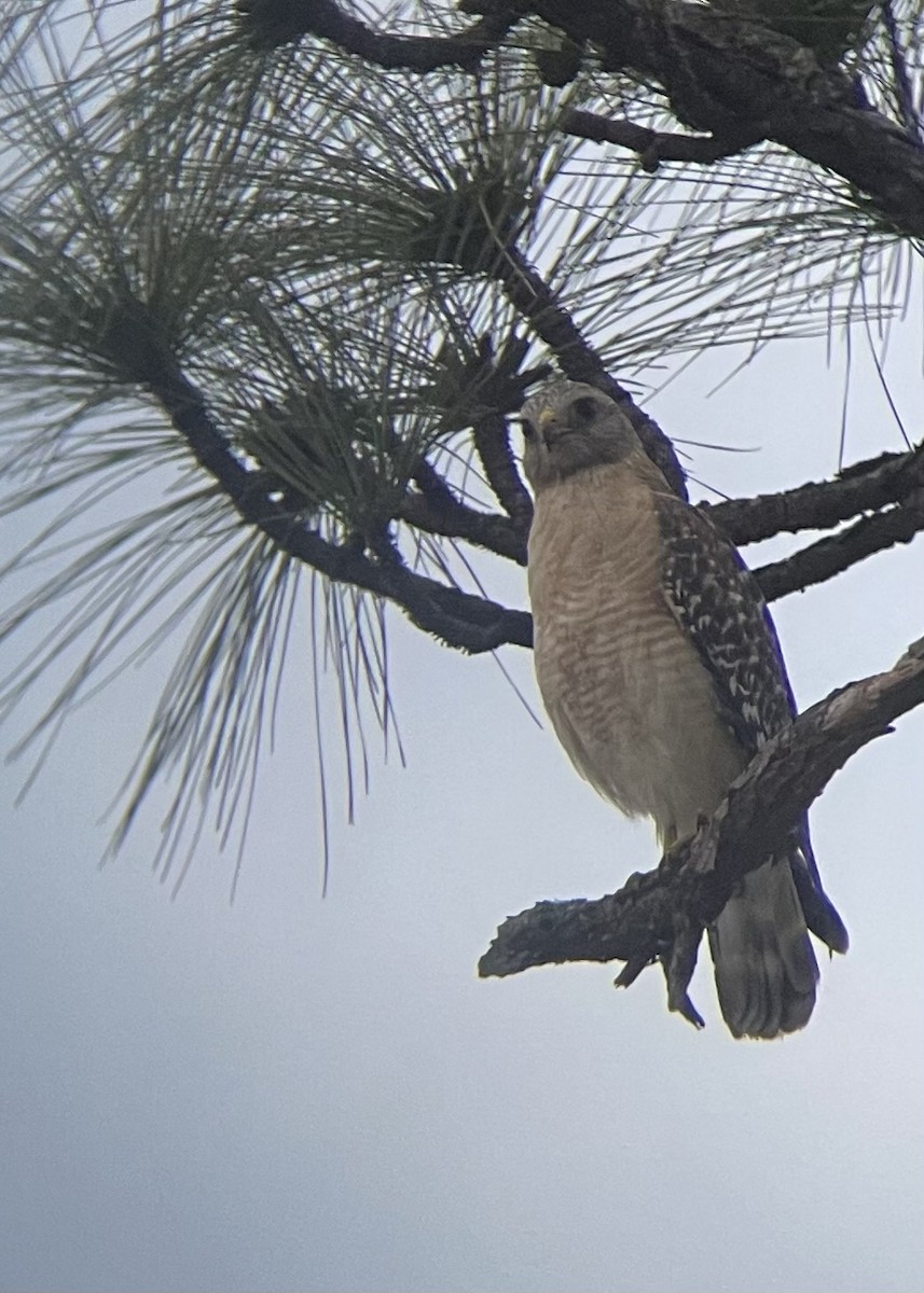 Red-shouldered Hawk - Jen Wiltrout