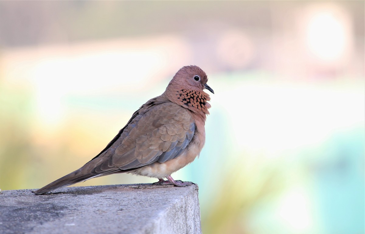 Laughing Dove - ML614920294