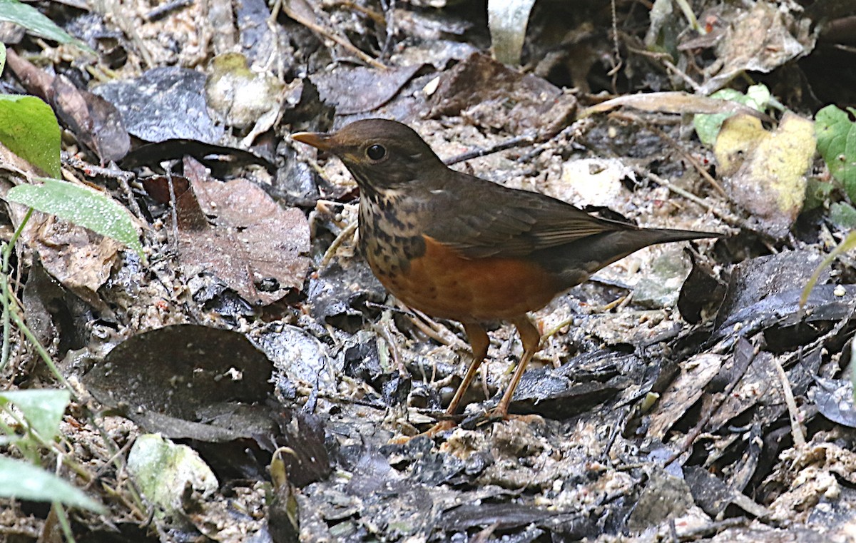 Black-breasted Thrush - Peter Ericsson