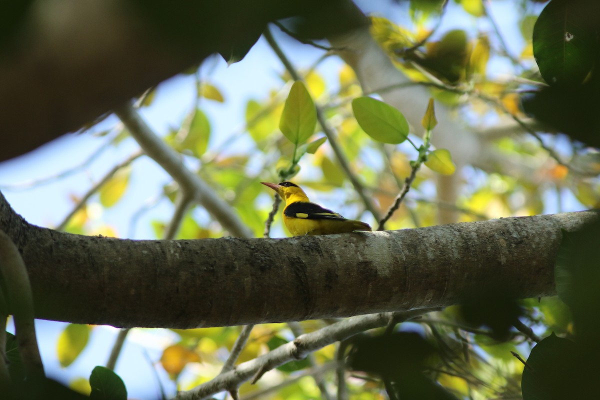 Indian Golden Oriole - ML614920376