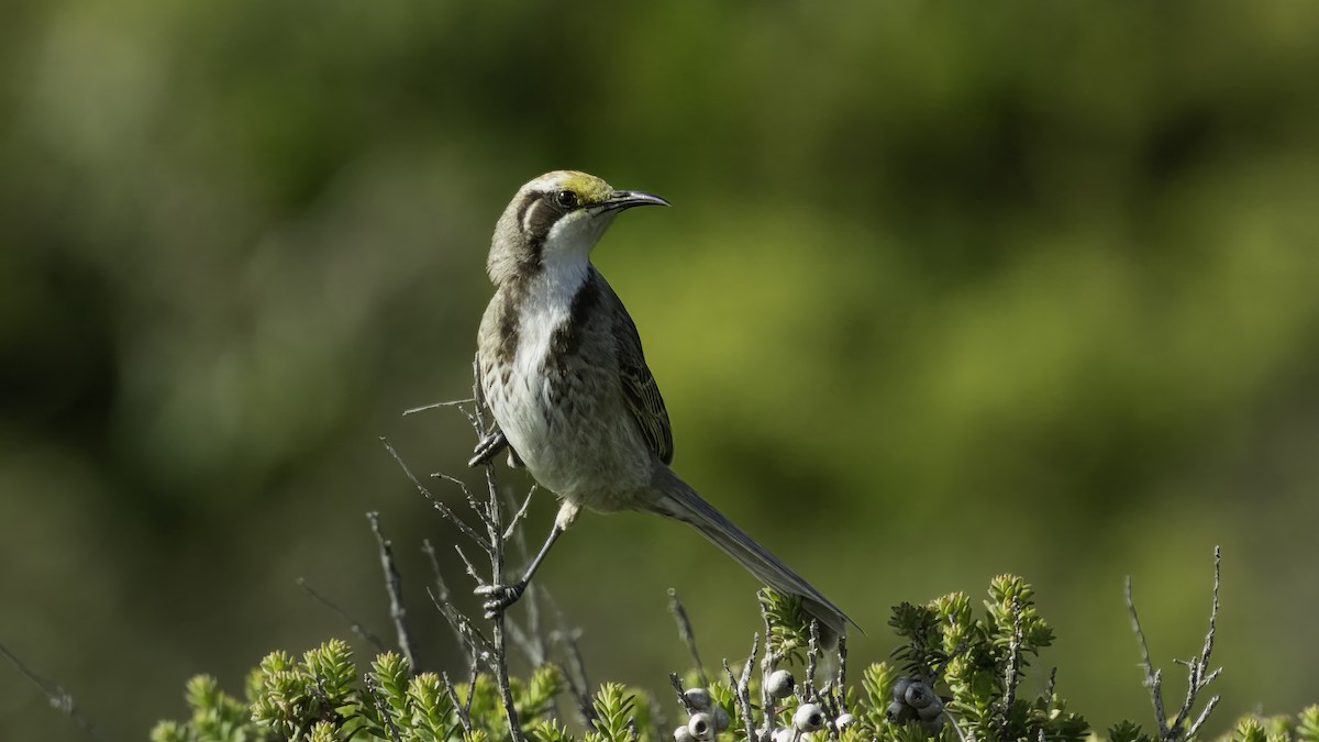 Tawny-crowned Honeyeater - Markus Craig