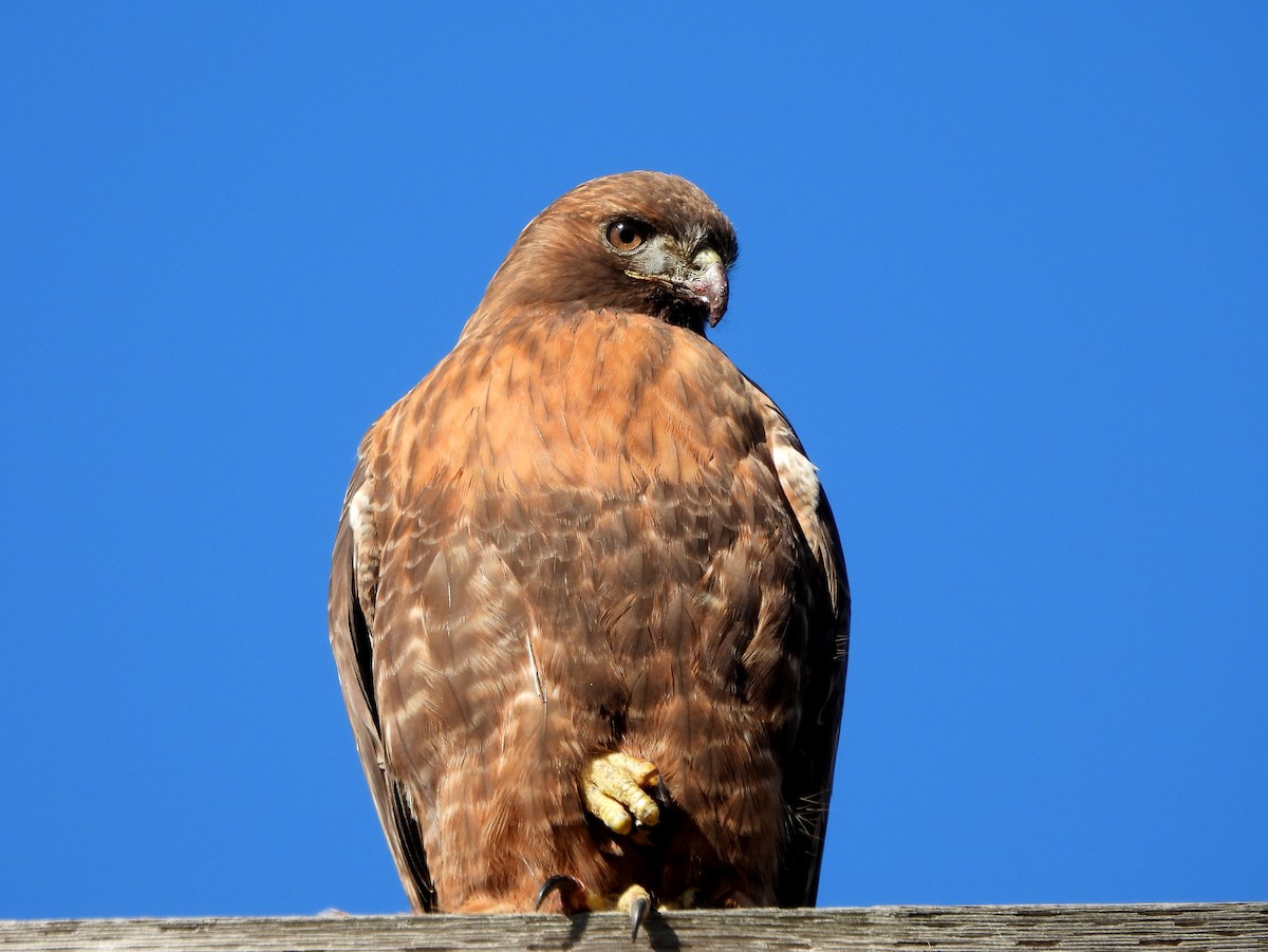 Red-tailed Hawk - ML614920445