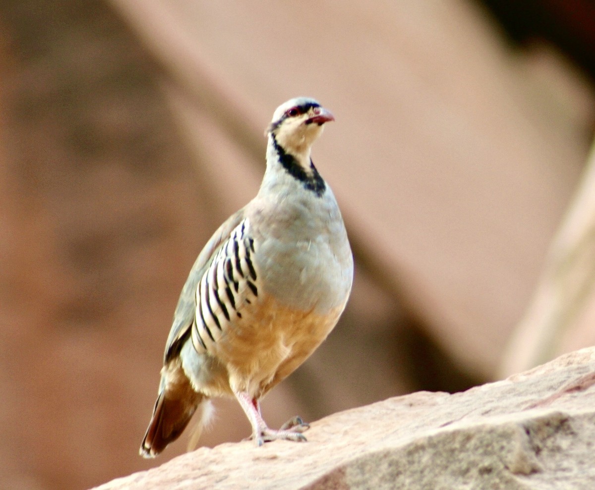 Chukar - ML614920489