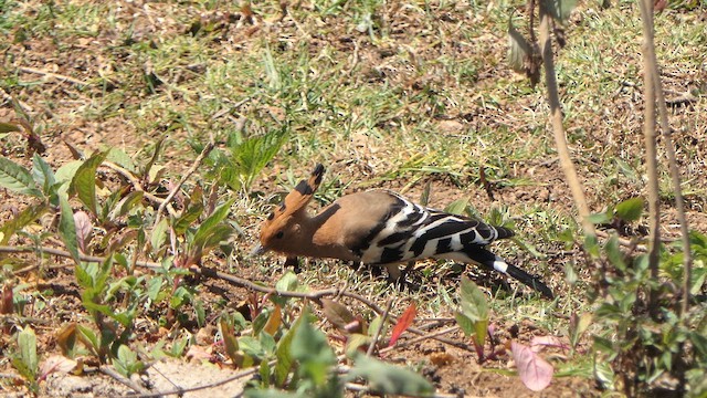 Eurasian Hoopoe - ML614920542