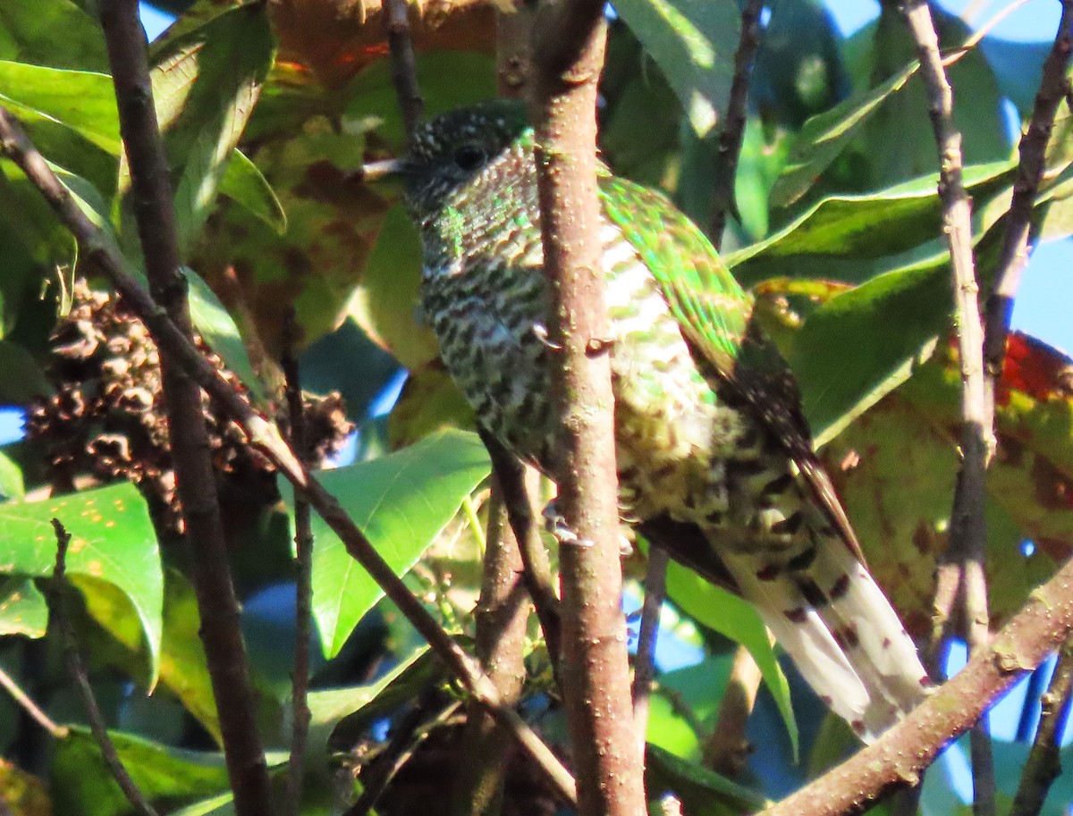 African Emerald Cuckoo - ML614920544