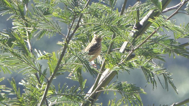 Nilgiri Pipit - ML614920567