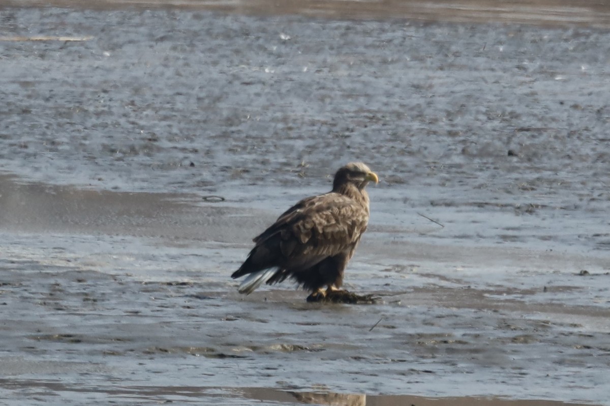 White-tailed Eagle - ML614920589