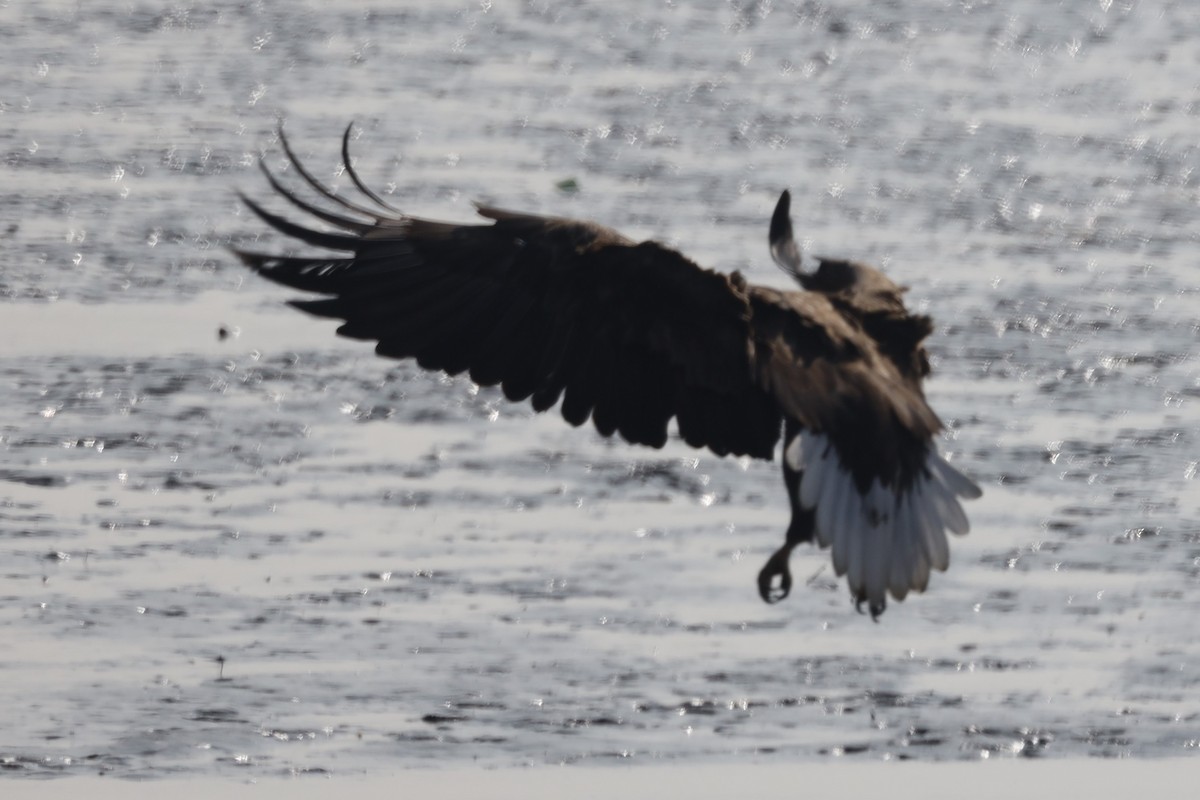 White-tailed Eagle - ML614920590