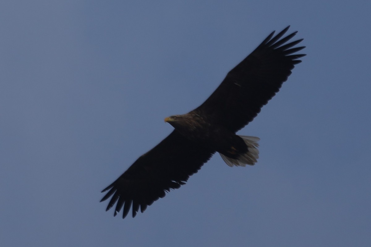 White-tailed Eagle - Philippa K