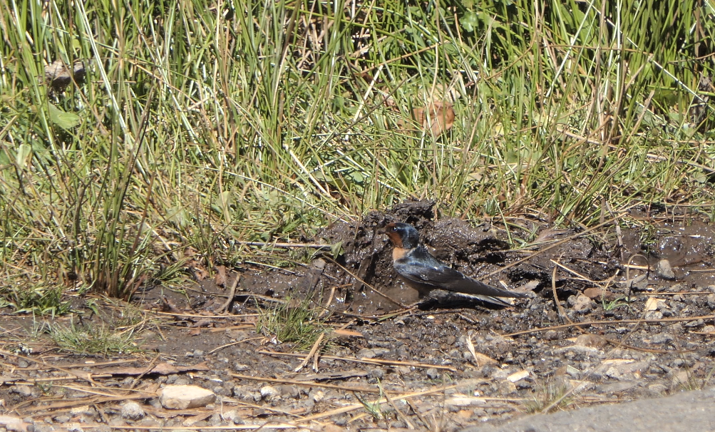 Hill Swallow - Mohan Raj K.