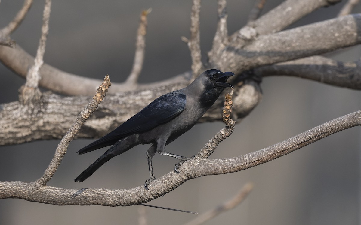 House Crow - ML614920701