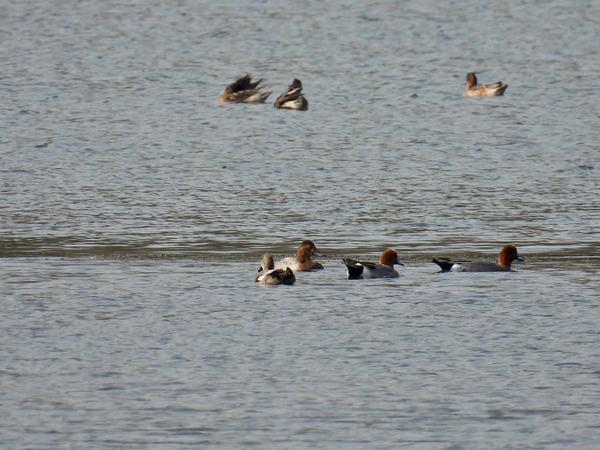 Common Pochard - ML614920713