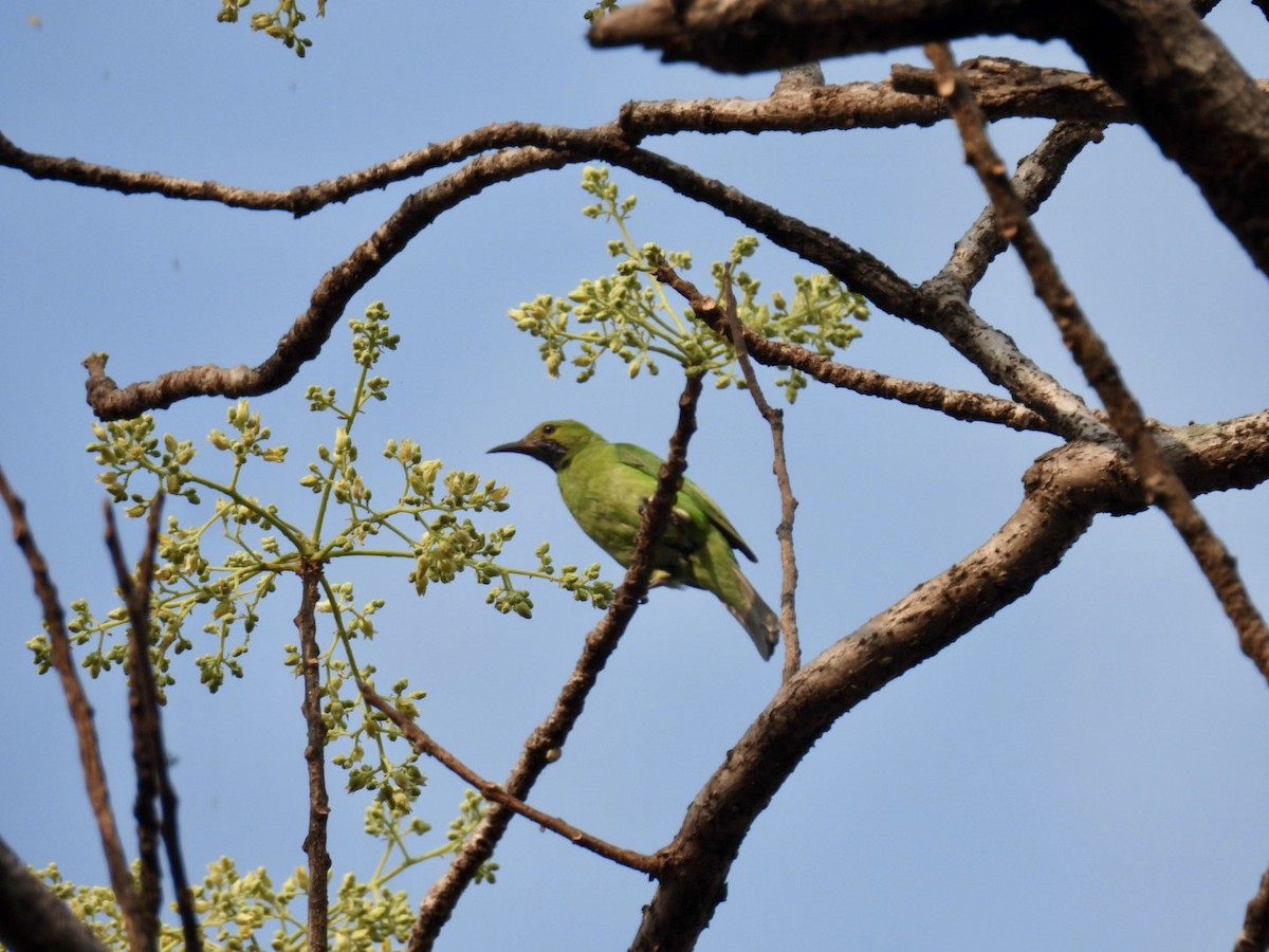 Jerdon's Leafbird - Sumedh Jog