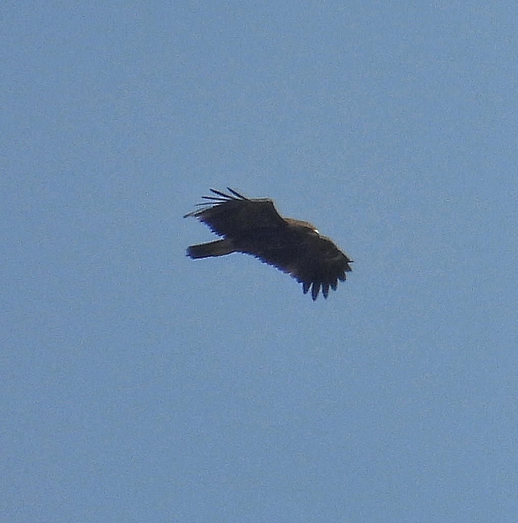 Greater Spotted Eagle - ML614920726
