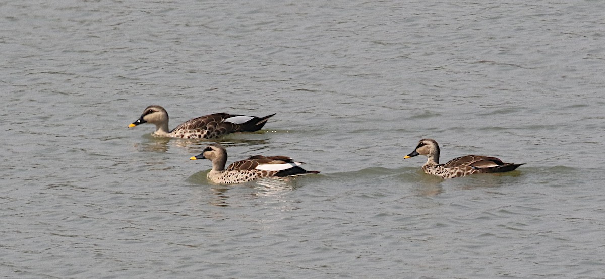 Indian Spot-billed Duck - ML614920728