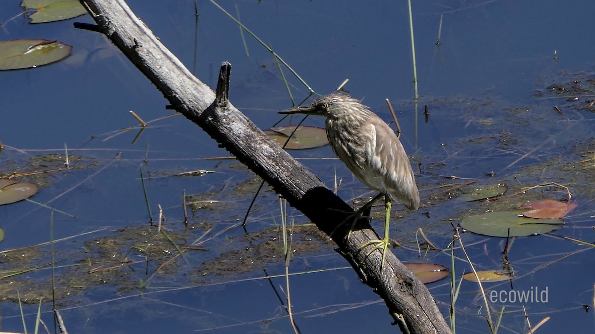 Indian Pond-Heron - ML614920764